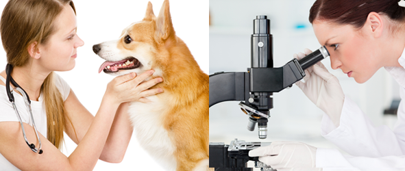 Vet with Dog